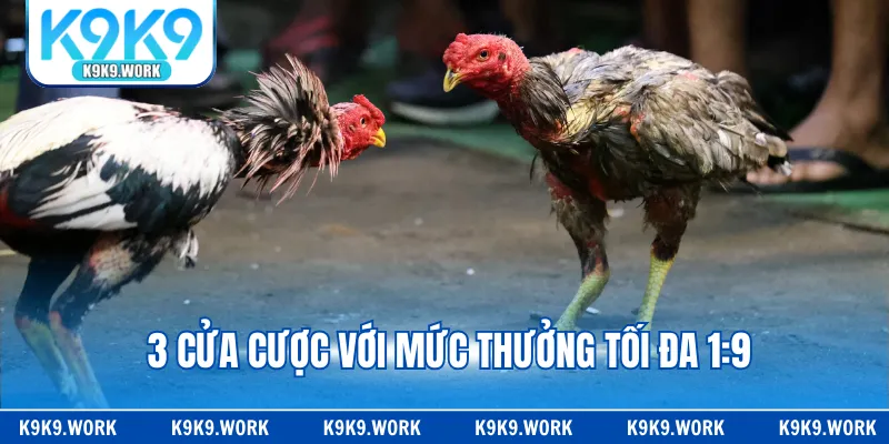 3 cửa cược với mức thưởng tối đa 1:9