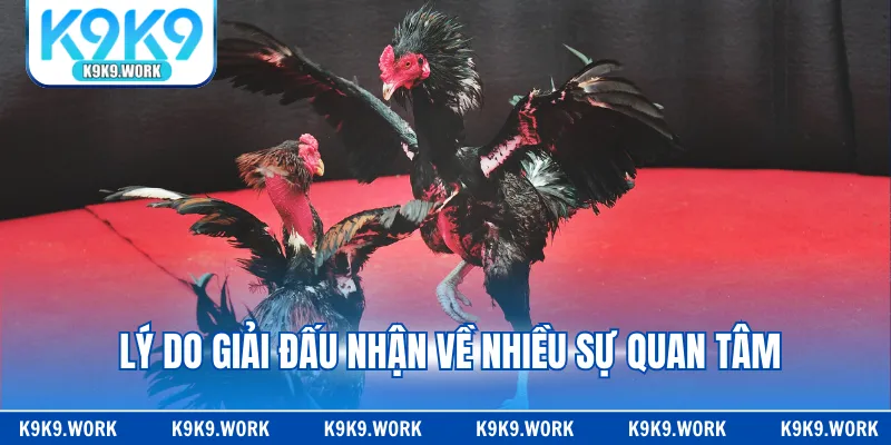 Lý do giải đấu nhận về nhiều sự quan tâm