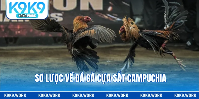 Sơ lược về đá gà cựa sắt Campuchia